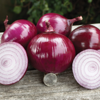 Product Image of Onion, Red Candy Apple