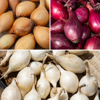 Onion, 3-Color Collection Onion, 3-Color Collection