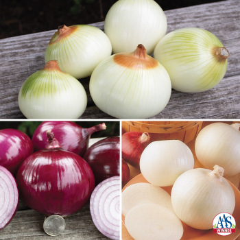 Product Image of Onion, Tricolor Plant Offer