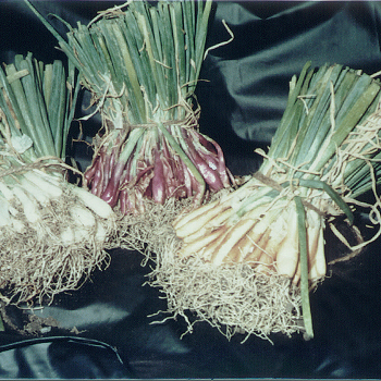 Tricolor Onion Plant Offer