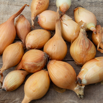 Product Image of Onion, Yellow Stuttgarter