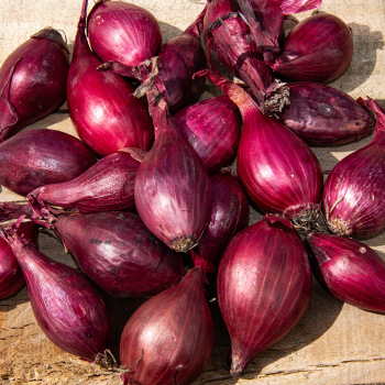 Product Image of Onion, Red