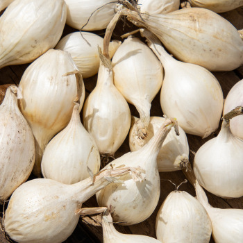 Product Image of Onion, White
