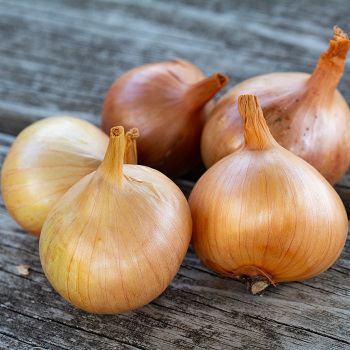 Shallot Yellow Moon