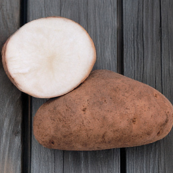 Potato, Gold Rush Potato, Gold Rush