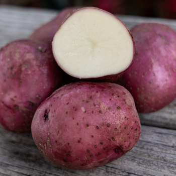 Product Image of Potato, Red Norland