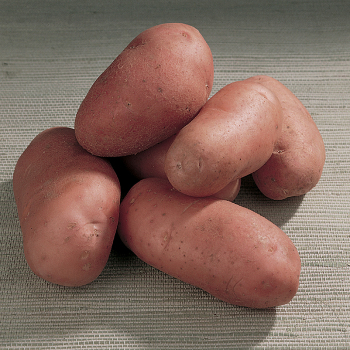 Potato, Red Pontiac Potato, Red Pontiac