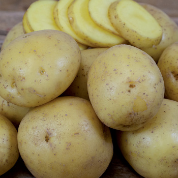 Potato, Yukon Gold Potato, Yukon Gold