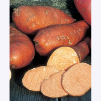 Beauregard Sweet Potato