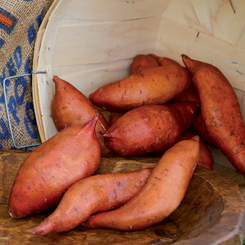 Sweet Potato, Beauregard