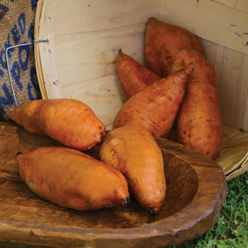 Sweet Potato, Centennial