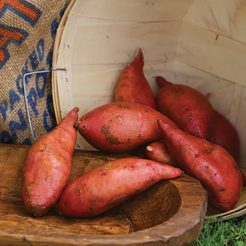 Sweet Potato, Georgia Jet