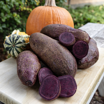Sweet Potato, Purple Majesty