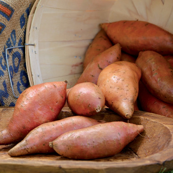 Sweet Potato, Vardaman