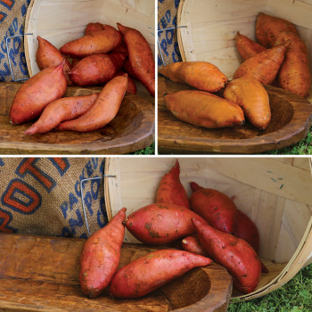 Sweet Potato, Northern Collection