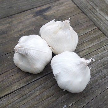Garlic Ivan