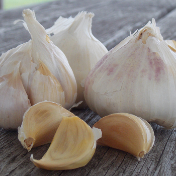 Garlic, Inchelium Red