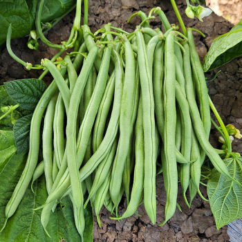 Bean, Bush, Blue Lake 274 Organic