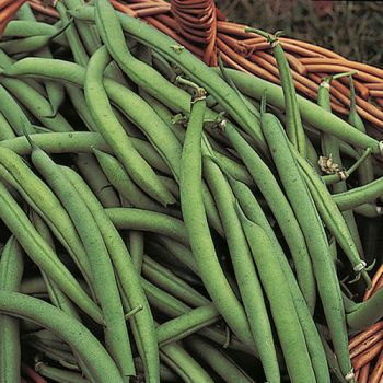 Product Image of Bean, Bush, Blue Lake 274 Organic