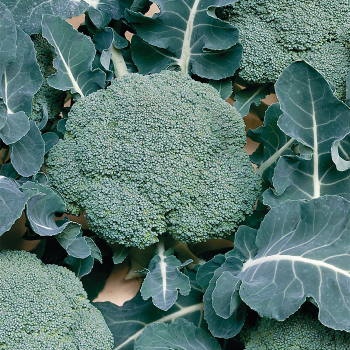 Belstar Organic Hybrid Broccoli