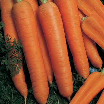 Napoli Organic Hybrid Carrot