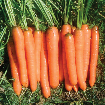 Carrots Garden Guide