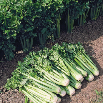 Tango Organic Celery