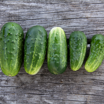 thumbnail image 2 of Organic Sweet Cucumber Seeds – 25+ Burpless, Non-GMO. Great For Pickling & Slicing 2 of 4