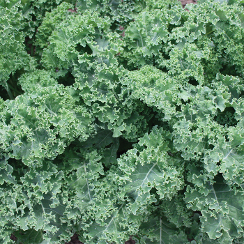 Darkibor Hybrid Organic Kale