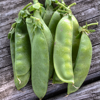 Pea, Oregon Giant Organic 