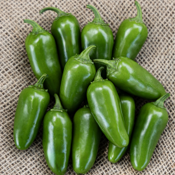 Pepper, Hot, Early Jalapeno Organic 
