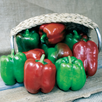 Product Image of Pepper, Bell, King of the North Organic 