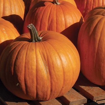Product Image of Pumpkin, Connecticut Field Organic 