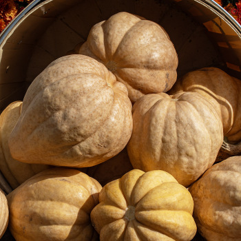 Product Image of Squash, Winter, Thelma Sanders' Sweet Potato Organic