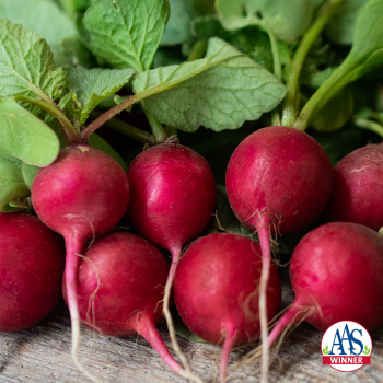 Radish, Cherry Belle Organic 