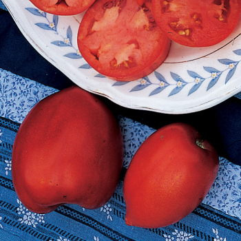 Amish Paste Organic Tomato