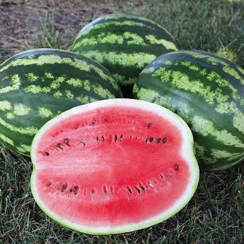 Watermelon Diseases