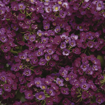 Alyssum, Clear Crystal® Purple Shades
