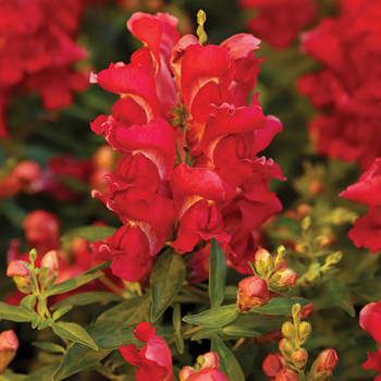 Product Image of Snapdragon, Snappy™ Cherry Hybrid