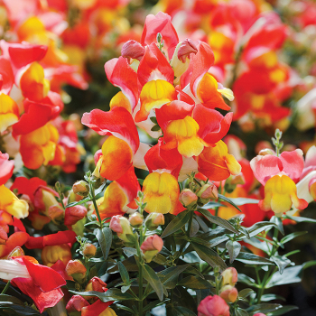 Product Image of Snapdragon, Snappy™ Orange & Yellow Hybrid