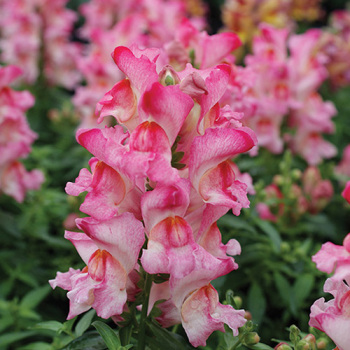 Product Image of Snapdragon, Snappy™ Rose Flame Hybrid