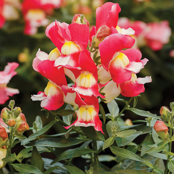 Product Image of Snapdragon, Snappy™ Rose & White Hybrid