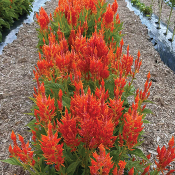 Celosia, Flamma Orange