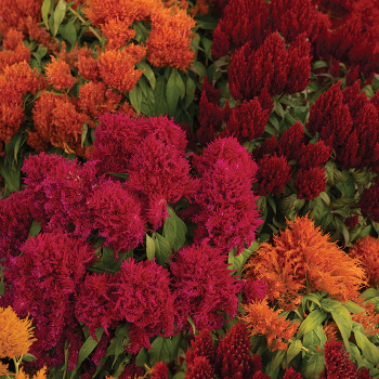 Celosia, Flamma Mix