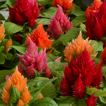 Celosia, Ice Cream Mix