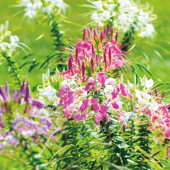 Cleome, Queen Mix Cleome, Queen Mix