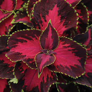Coleus, Chocolate Covered Cherry