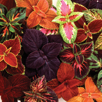 Coleus, Giant Exhibition Mix