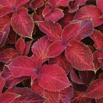Coleus, Wizard® Velvet Red