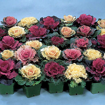 Jung Special Cabbage And Kale Hybrid Mix